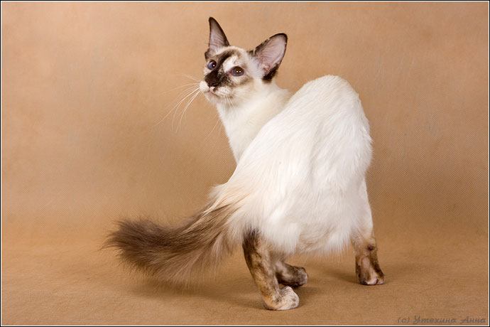 Which Cats Are Hypoallergenic Upgrade Your Cat