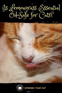 Is Lemongrass Essential Oil Safe for Cats?