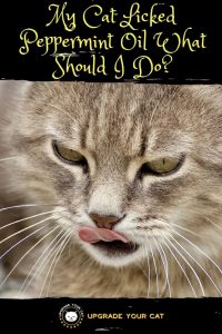 My Cat Licked Peppermint Oil