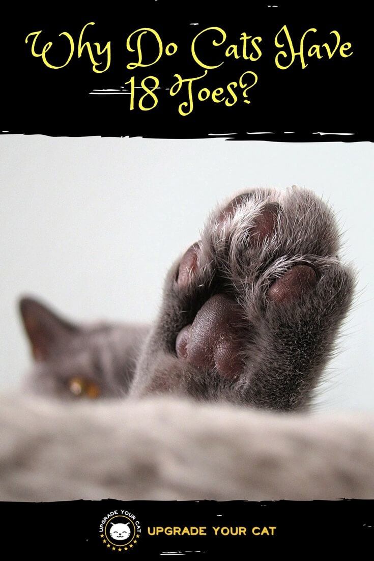 Why Do Cats Have 18 Toes