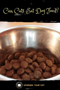 Can Cats Eat Dog Food?