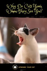 Why Do Cats Yawn When They See You Upgrade Your Cat