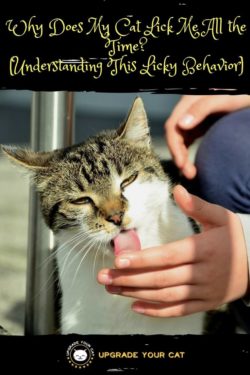 Why Does My Cat Lick Me All the Time? (Several Reasons Why Cats Lick