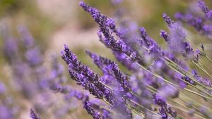 What Scents Do Cats Dislike? (4 Scents That Repel Cats)