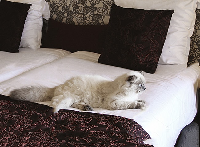 How to Make a Hotel Room Cat Friendly How to Make a Hotel Room Cat Friendly