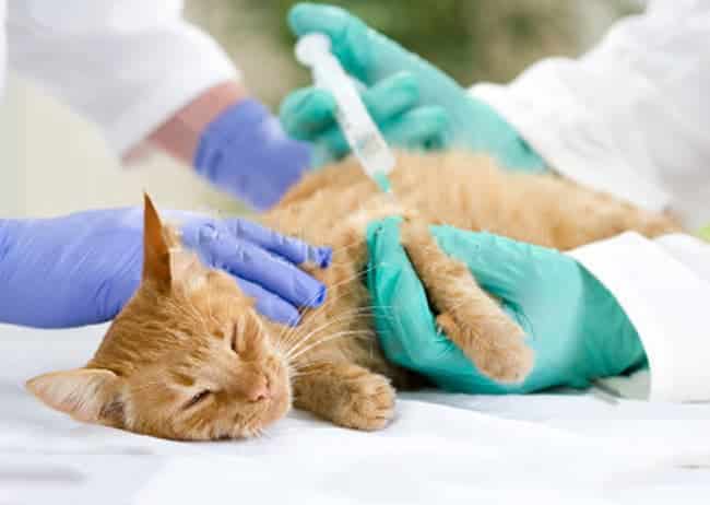 what are the symptoms of diabetes in cats