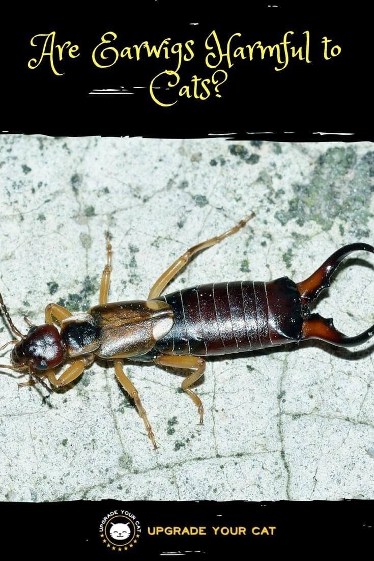 are-earwigs-harmful-to-cats