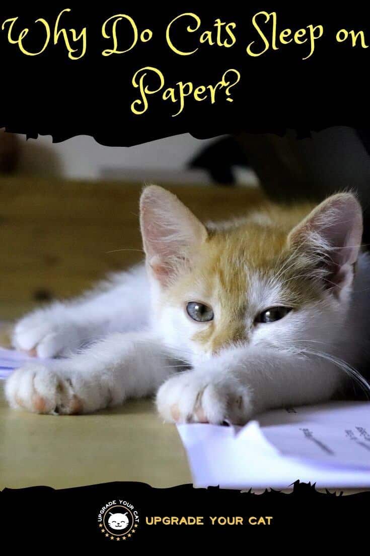 Why Do Cats Sleep on Paper