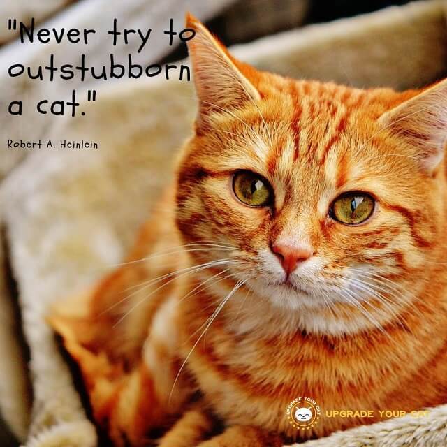 Cat Quotes Never Try to Outstubborn a Cat
