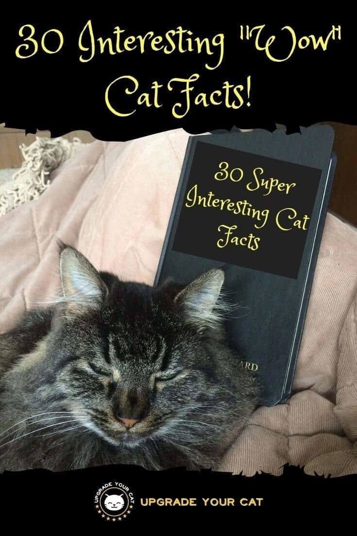 30 Facts About Cats
