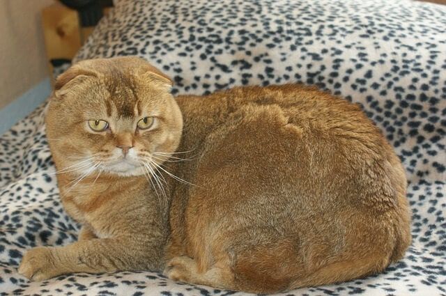 Giving your cat a Scottish name