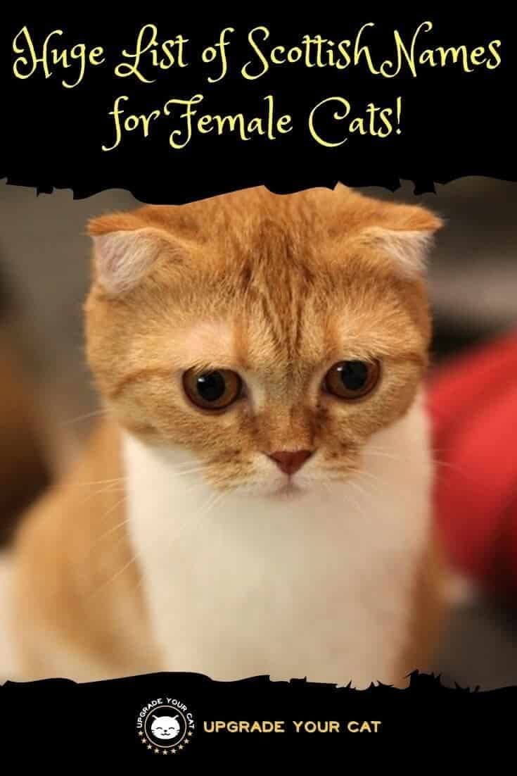Huge List Of Scottish Cat Names For Female Cats