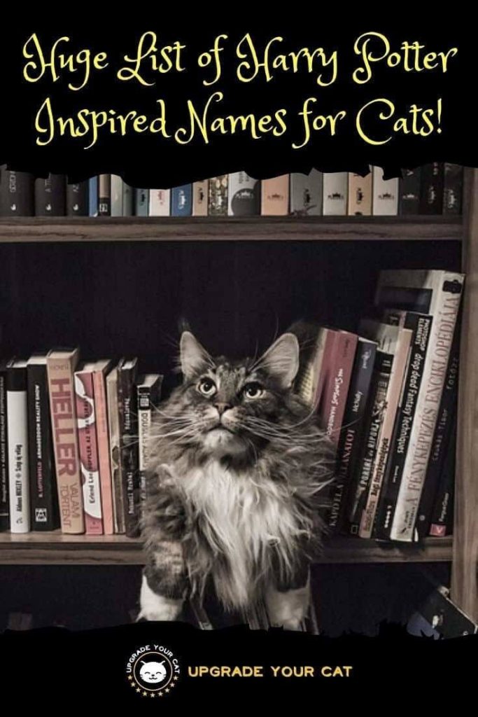 100+ Magical Harry Potter Cat Names! Upgrade Your Cat