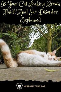 Cat Leaking Brown Fluid (Explanations and Solutions)