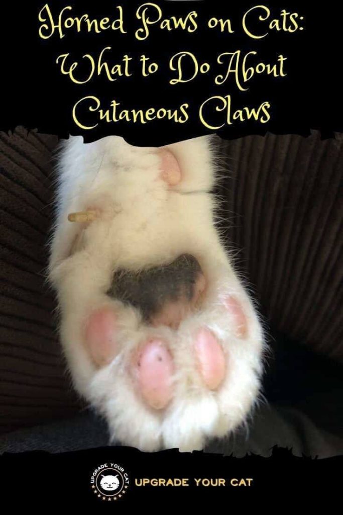 Horned Paws on Cats What to Do About Cutaneous Claws