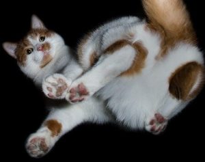 Cat Leaking Brown Fluid (Explanations and Solutions)