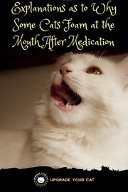 Cat Foaming at the Mouth After Medication? (Here's Why) - Upgrade Your Cat