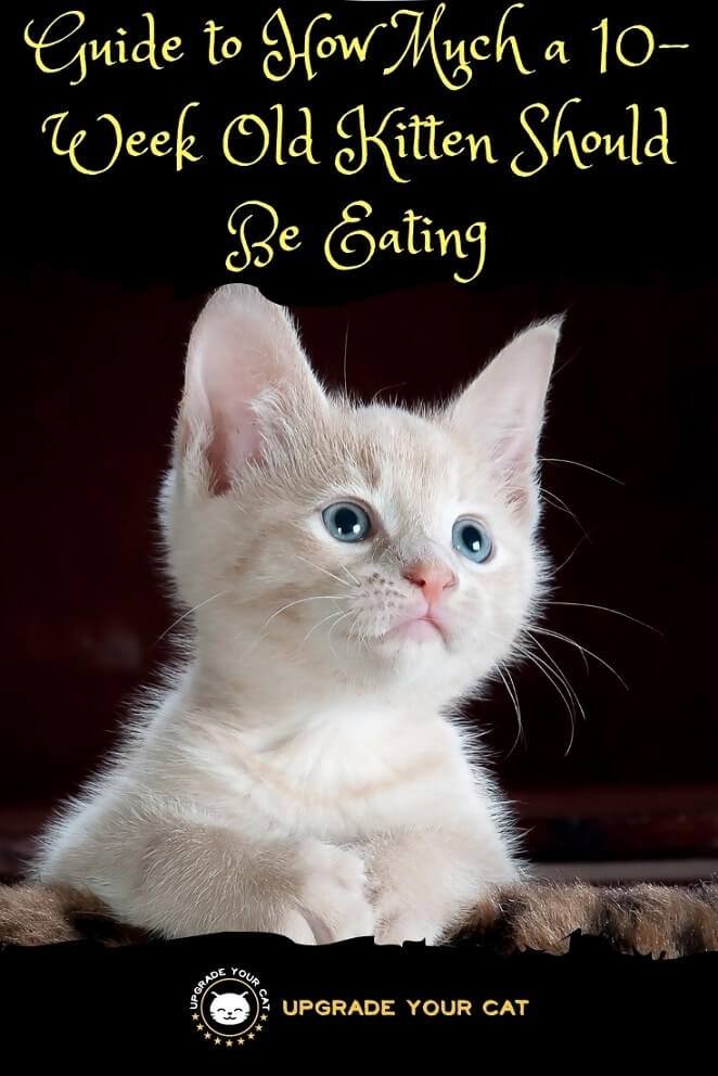 How Much Wet Food Should A 9 Week Old Kitten Eat Cute