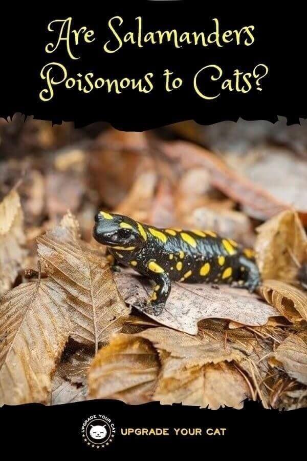 Are Salamanders Poisonous to Cats