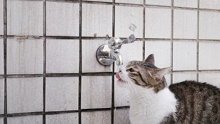 Cats love running water in bathrooms