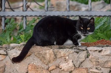 How You Should Be Helping Stray Cats