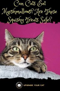 Can Cats Eat Marshmallows? - Upgrade Your Cat
