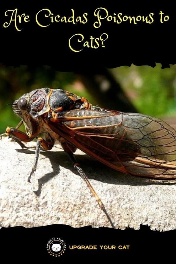 What Are Cicadas and Where Are They Located