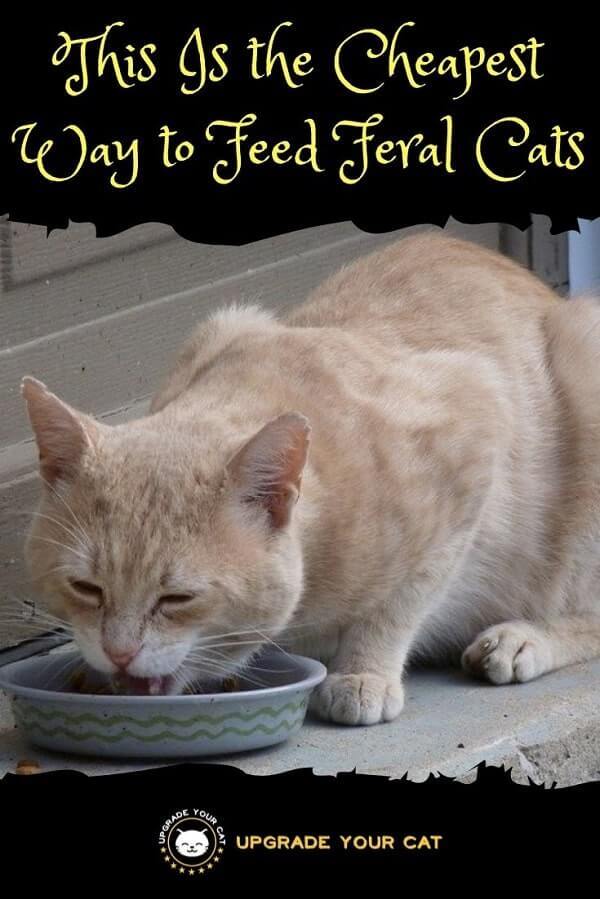 This Is The Cheapest Way To Feed Feral Cats 