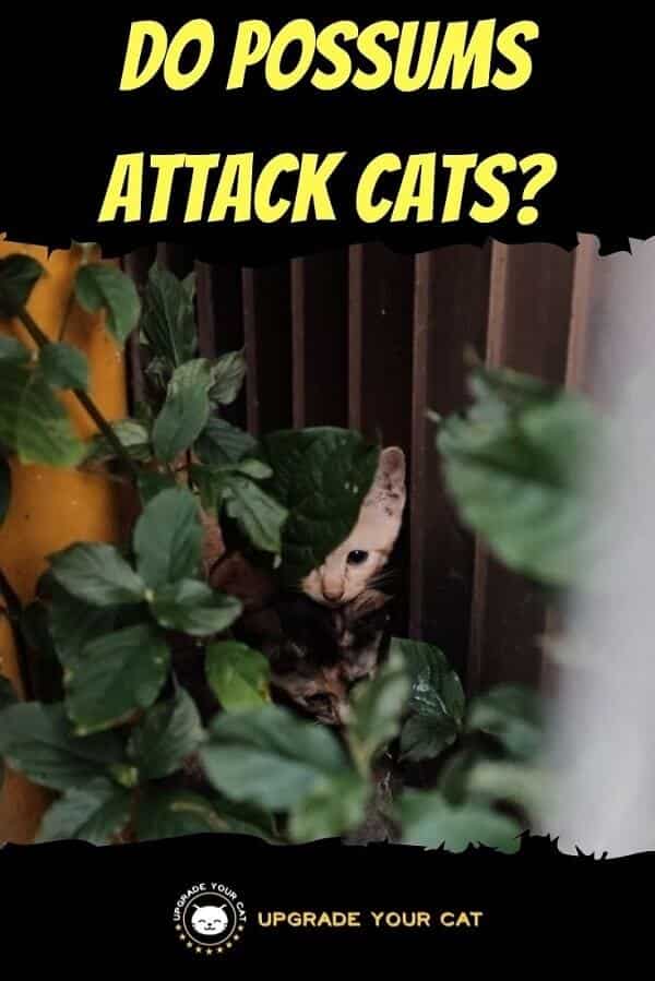 Do Possums Attack Cats? (Risk of Injury and Diseases Explained)