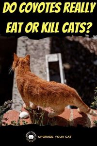 Do Coyotes Eat Cats? (Risks & Safety Tips)