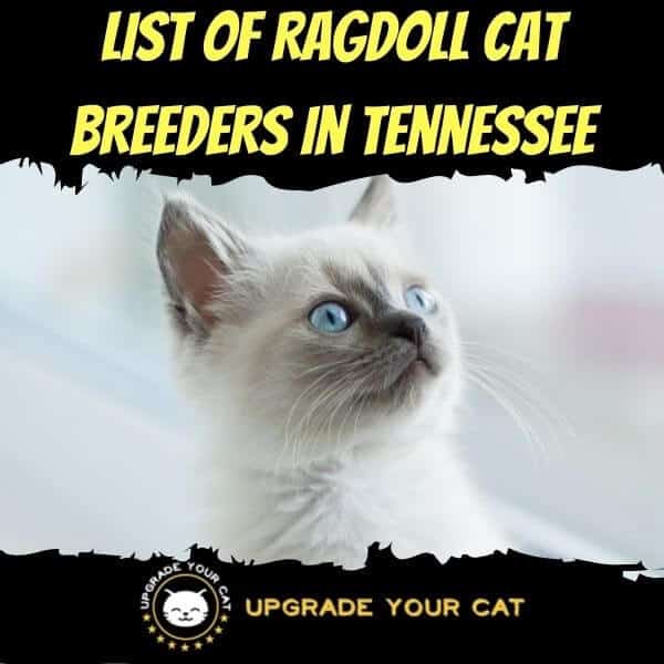 Ragdoll Cat Breeders in Tennessee