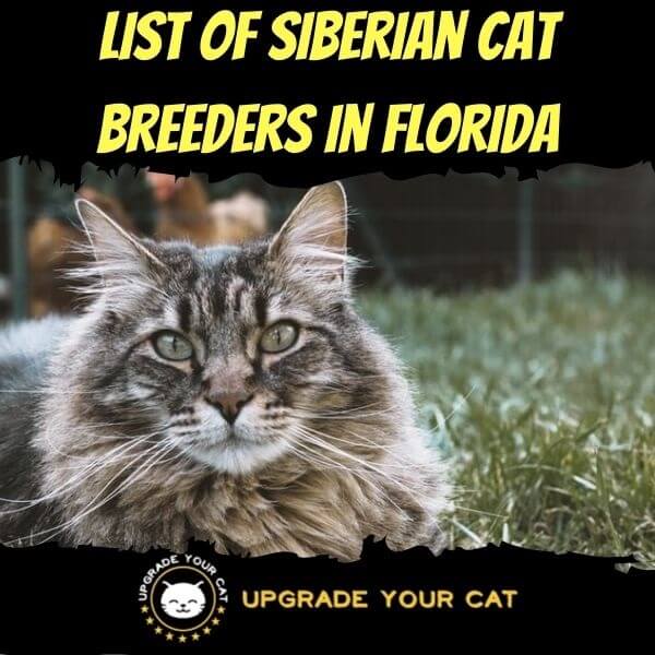 Siberian Cat Breeders in Florida