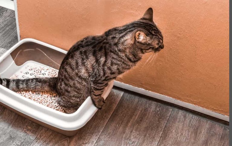 Spot The Difference: You are a genius if you can spot 5 differences between the two images in 11 seconds