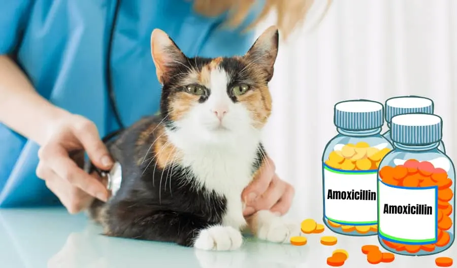 Amoxicillin For Cats Dosage Calculator & Chart By Weight