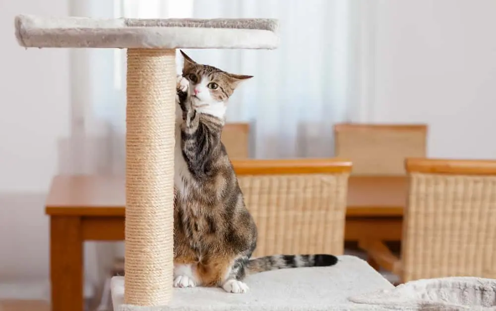 Cat scratching, cat climbing spots
