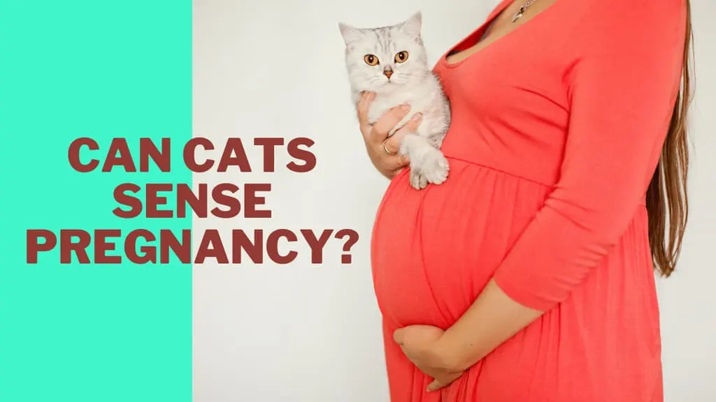 Does Cats Know When You Are Pregnant