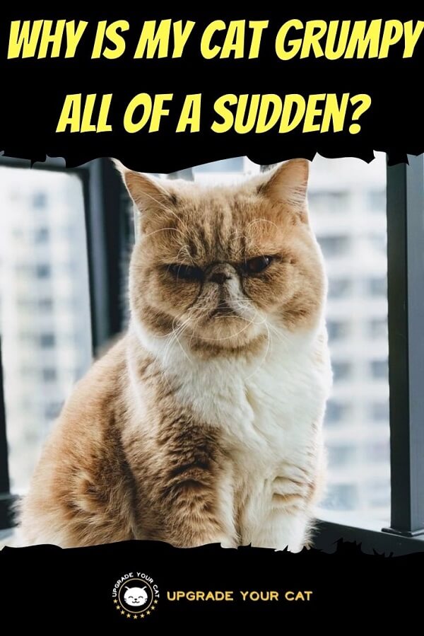 Why Is My Cat Grumpy All Of A Sudden How To Cheer Them Up 
