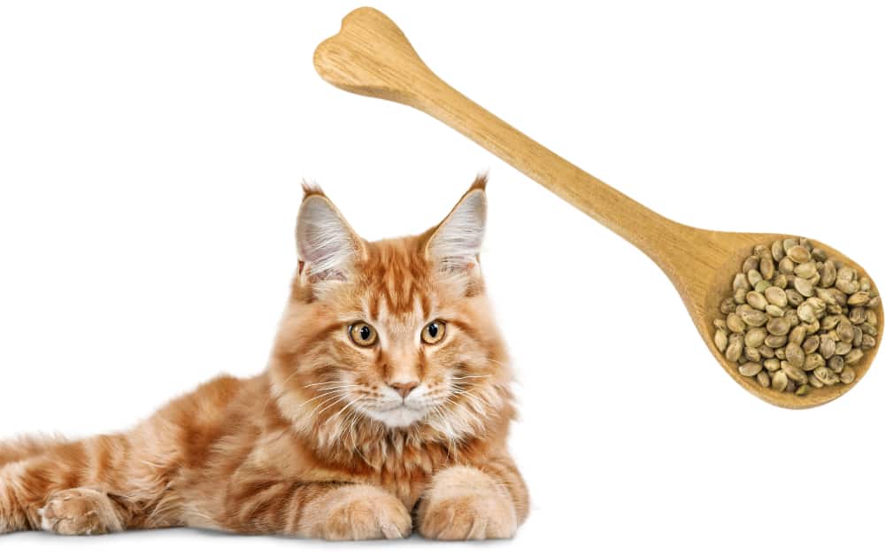 Can Cats Eat Hemp Seeds Benefits Side Effects