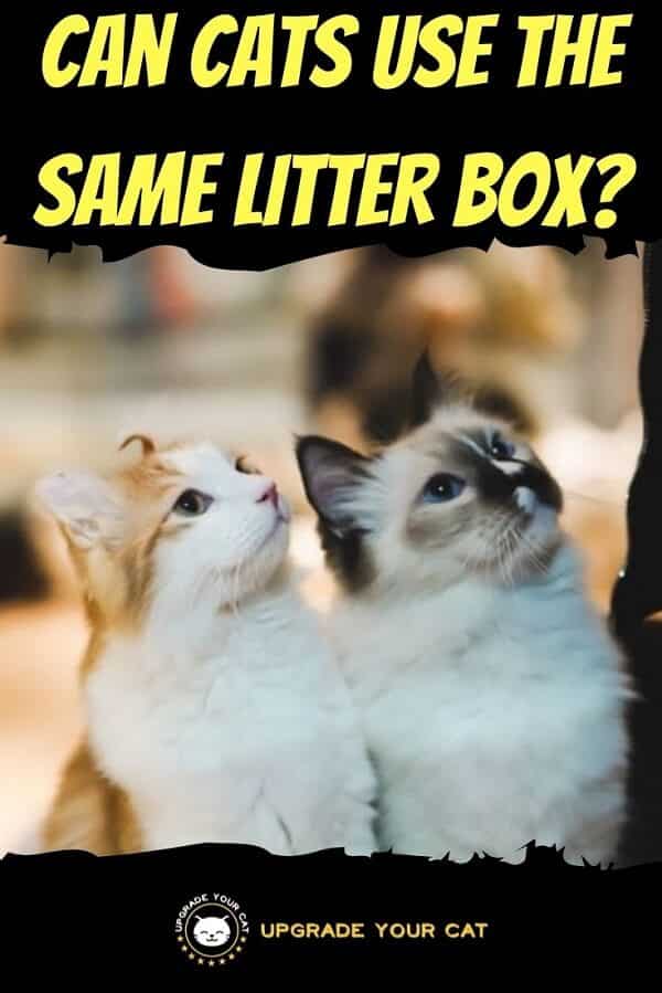 Can Cats Use The Same Litter Box Why It s A Bad Idea Upgrade Your Cat