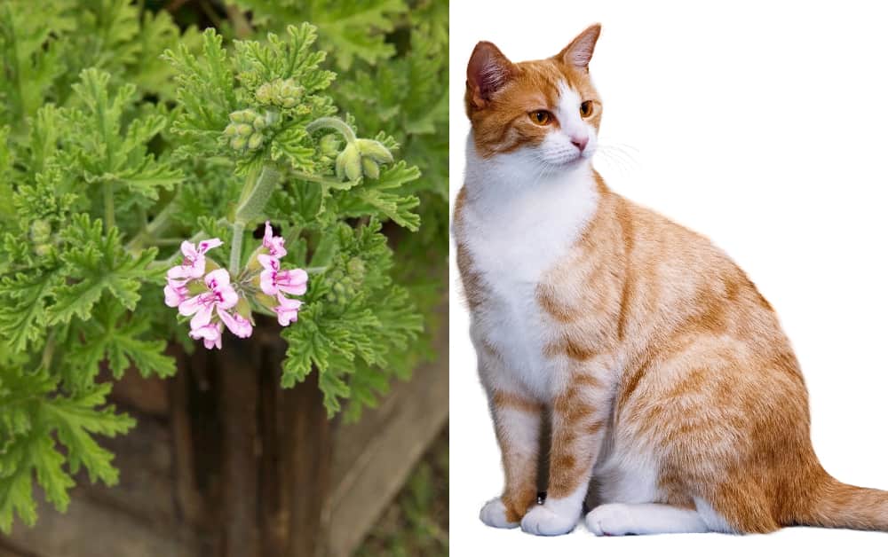 Is Citronella Plant Safe For Cats 9 Dangers 