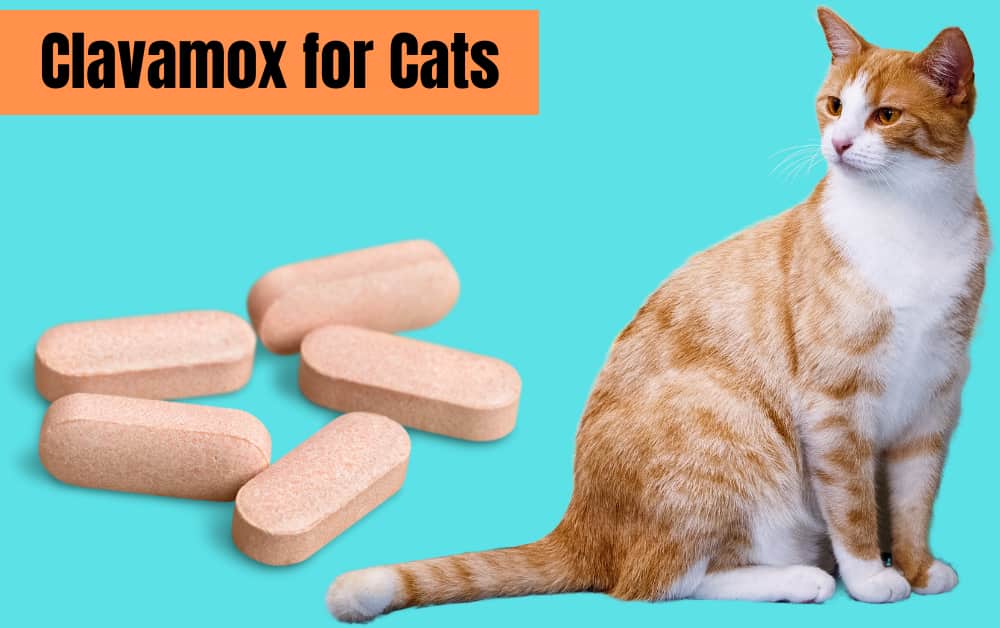 How much Clavamox for Cats? Dosage Chart & Calculator