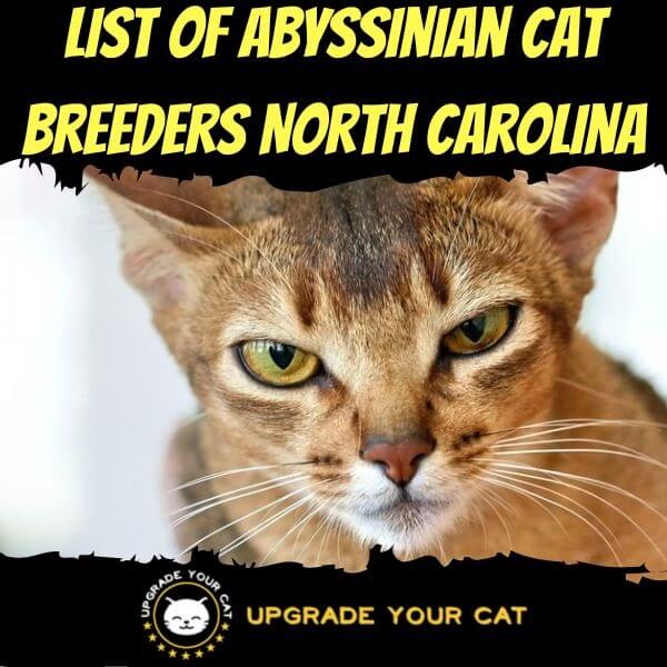 Abyssinian Cat Breeders North Carolina