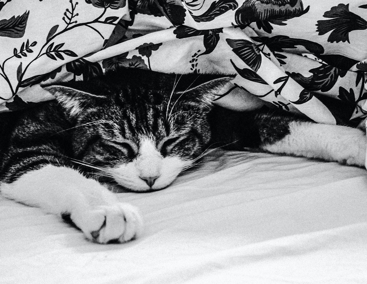 Can Cats Suffocate Under Blankets?
