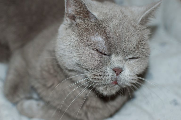 British Shorthair Breeders Louisiana Kittens & Cats for Sale