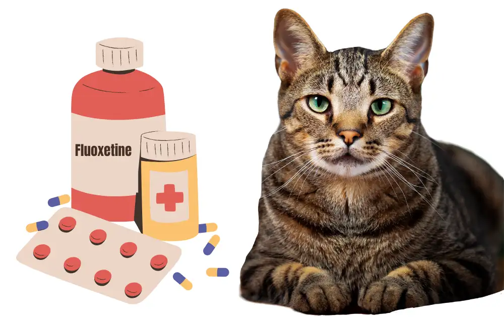 Fluoxetine Dosage For Cats