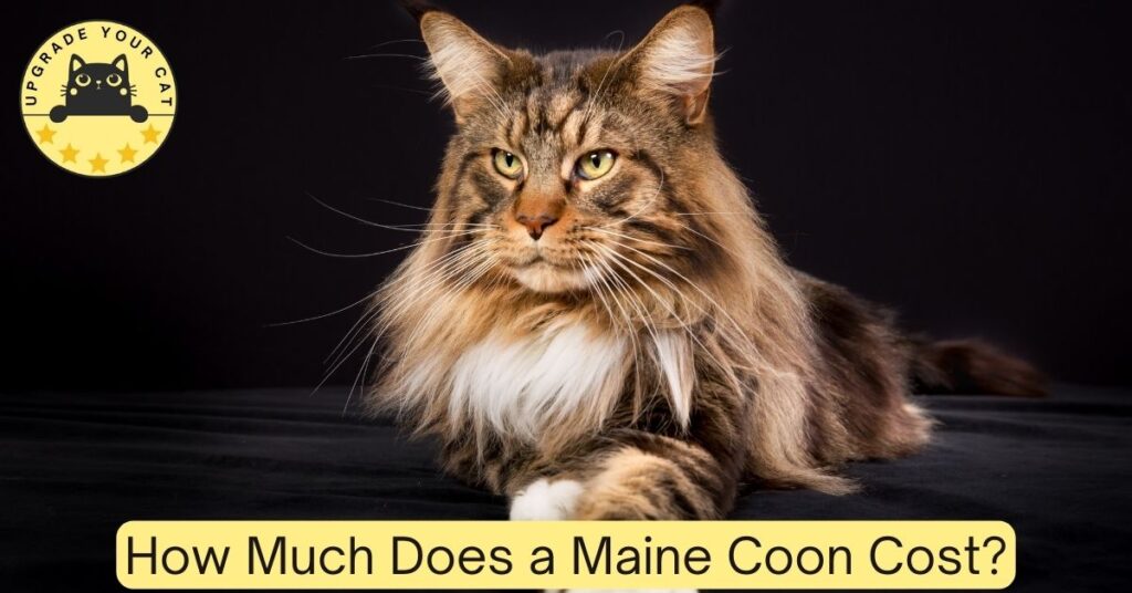 How Much Does a Maine Coon Cost? (Real Numbers)