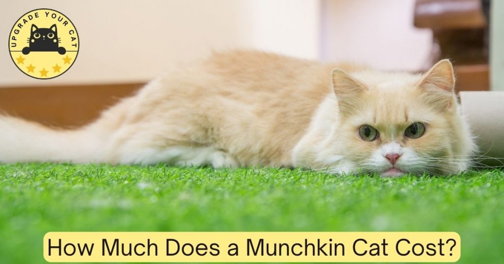 How Much Does a Munchkin Cat Cost? (Real Numbers)