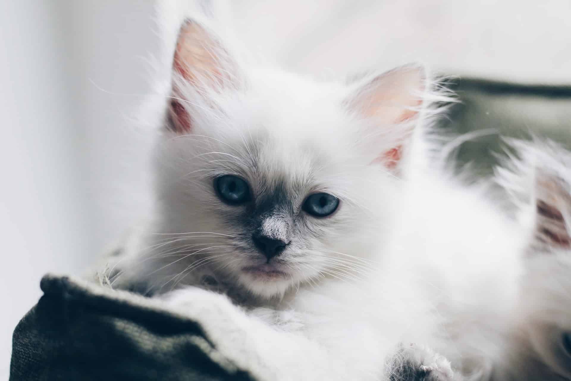 Are Ragdoll Cats Hypoallergenic? (Find Out Here)
