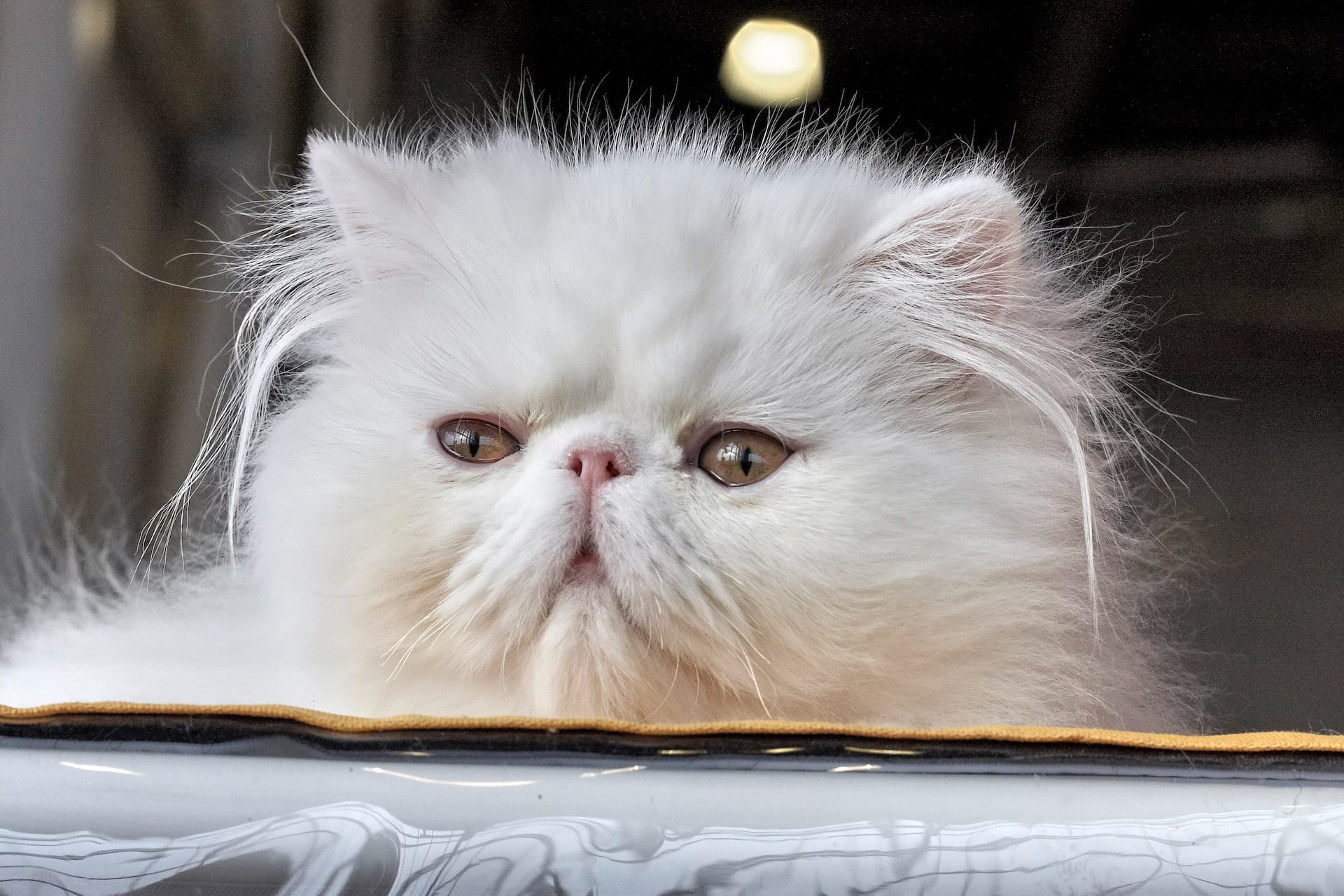 How Much Does A Persian Cat Cost And Why They re Worth It 