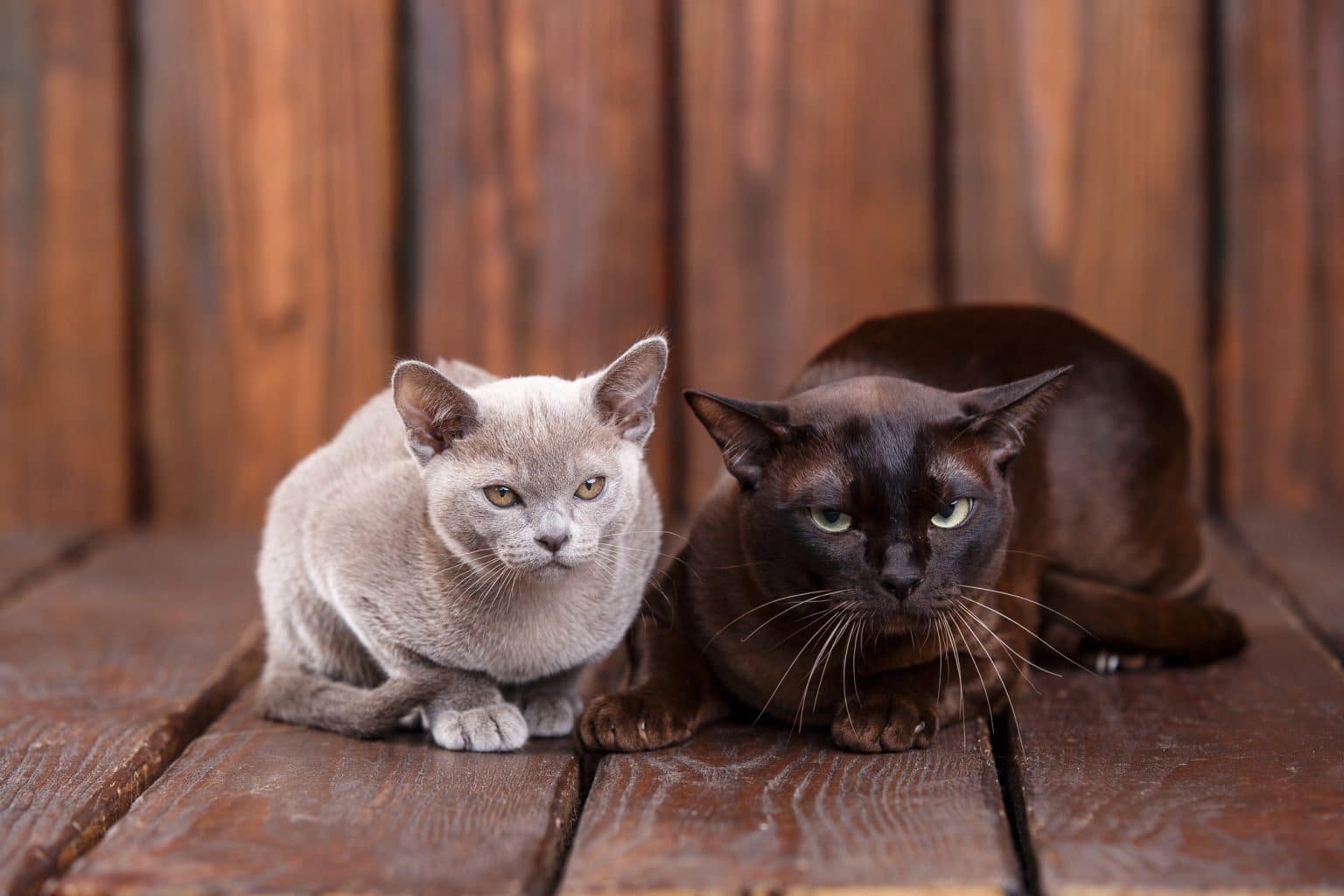 Burmese Cat Breeders Florida Kittens & Cats for Sale